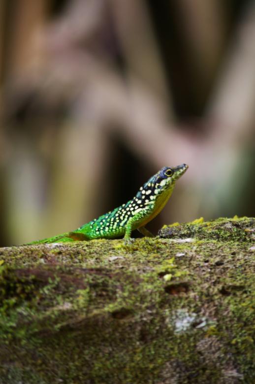 Free stock image of Lizard created by frhuynh
