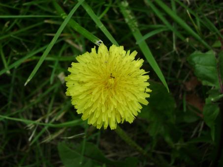 Free Stock Photo of Flower Burst