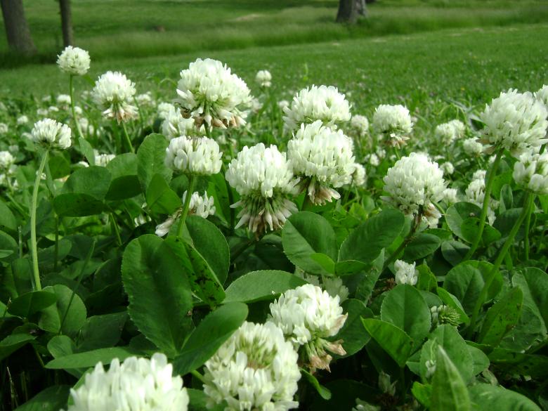 Free stock image of Flower Patch created by Lokigrl616