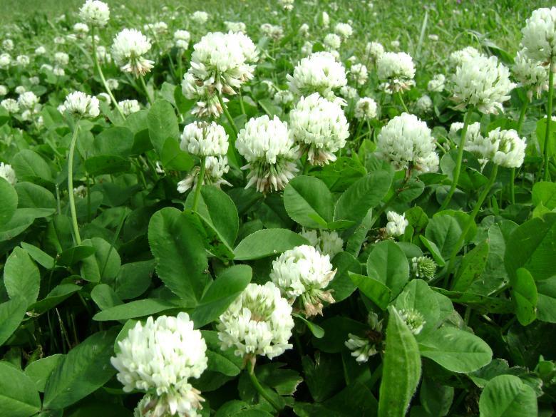 Free stock image of Flower Patch created by Lokigrl616