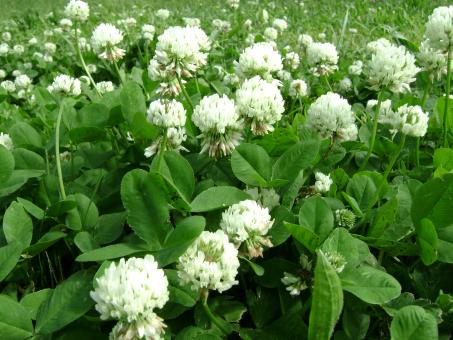 Free Stock Photo of Flower Patch