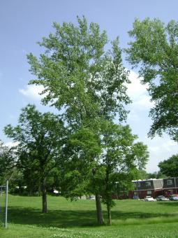 Free Stock Photo of Giant tree
