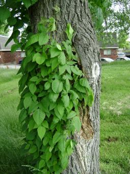 Free Stock Photo of Ivy