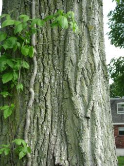 Free Stock Photo of Ivy