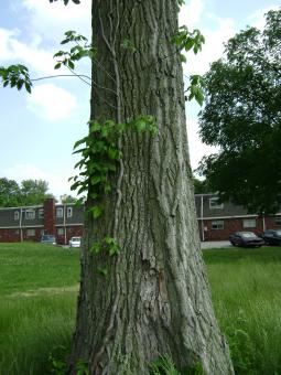 Free Stock Photo of Ivy