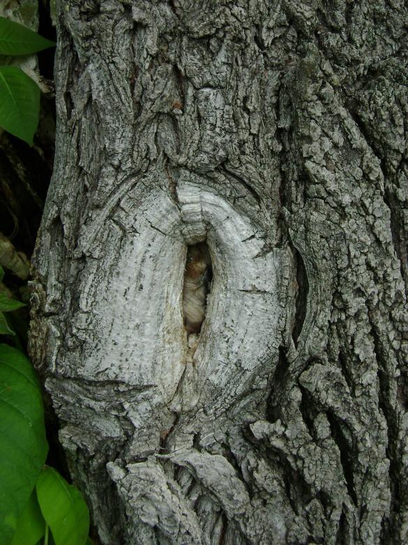 Free stock image of Tree Knot created by Lokigrl616
