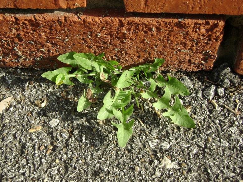 Free stock image of Growing through created by Lokigrl616