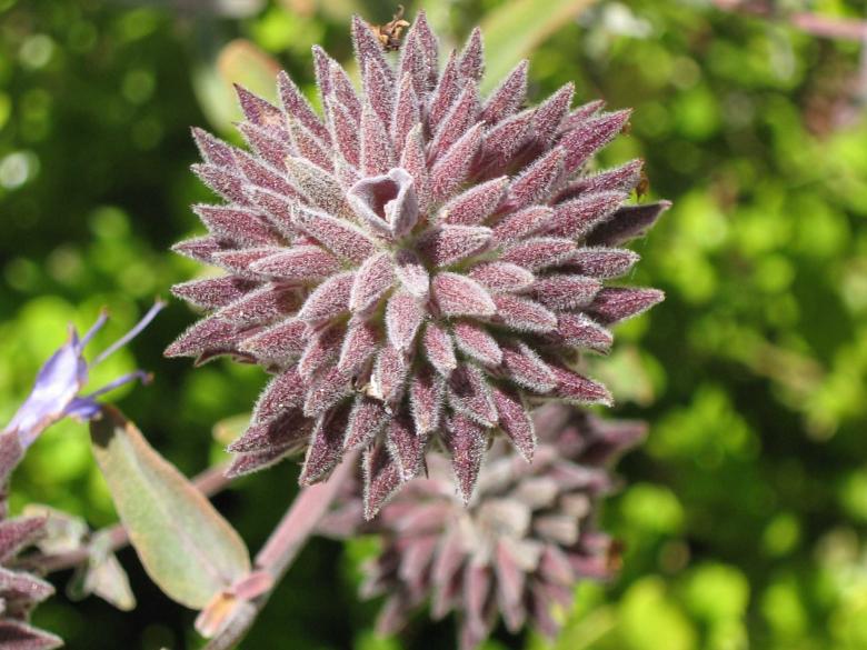 Free stock image of Velvet Thistle created by Allison Tobin Clark