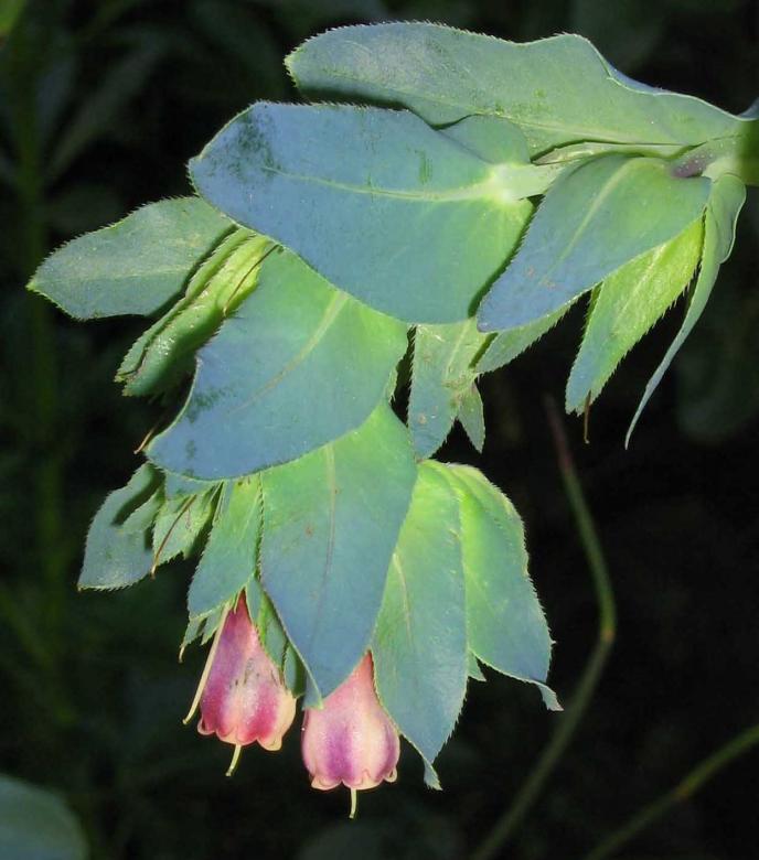 Free stock image of Shy Flower created by Allison Tobin Clark