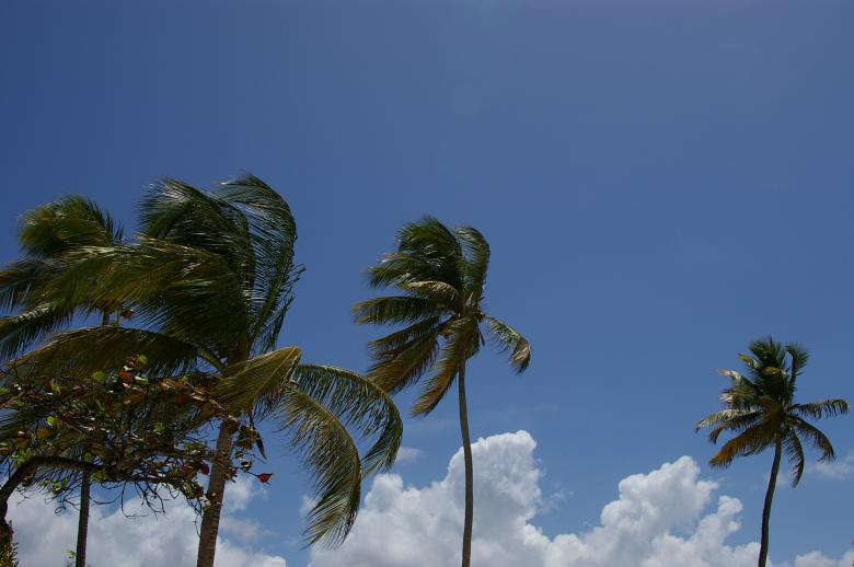 Free stock image of Palm trees created by frhuynh