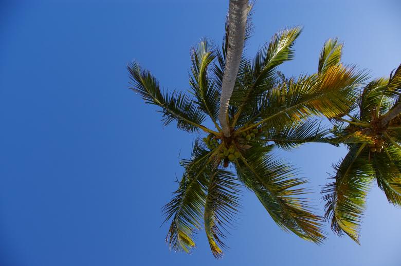 Free stock image of Palm tree against the sky created by frhuynh