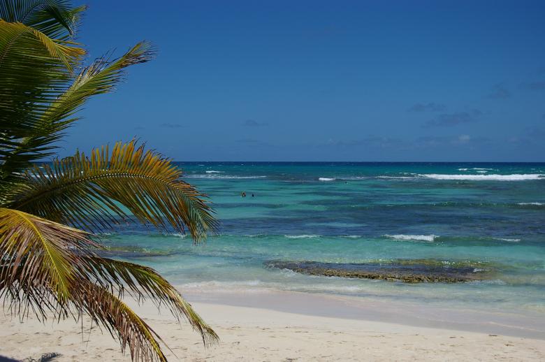 Free stock image of Palm tree at the beach created by frhuynh