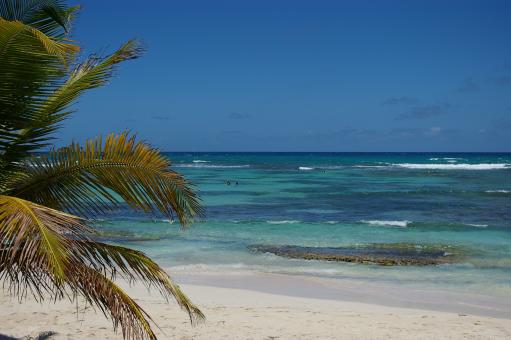 Free Stock Photo of Palm tree at the beach