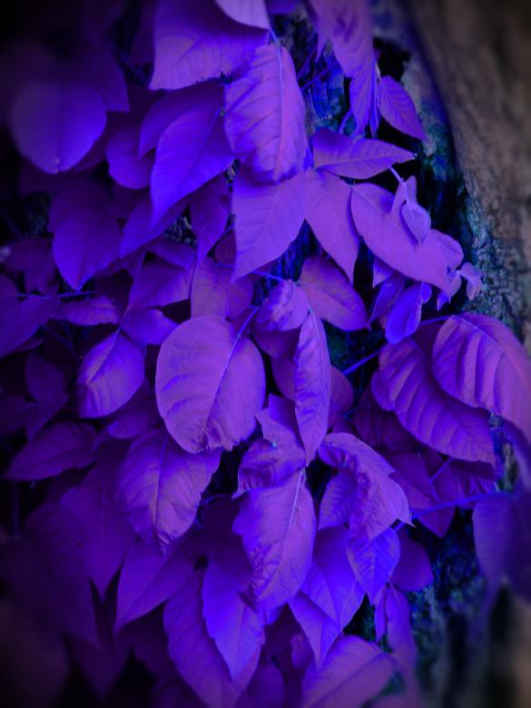 Free stock image of Blue plants created by Lokigrl616
