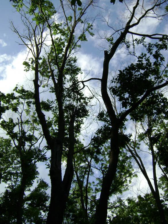 Free stock image of Skytrees created by Lokigrl616