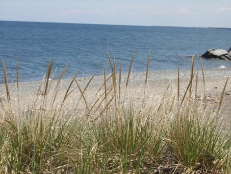 Grass at the beach - Free Stock Photo