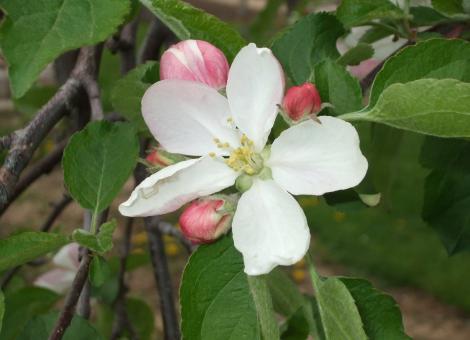 Blossom - Free Stock Photo