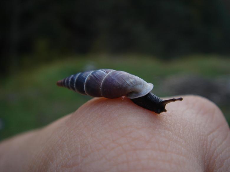 Free stock image of Snail created by lecock