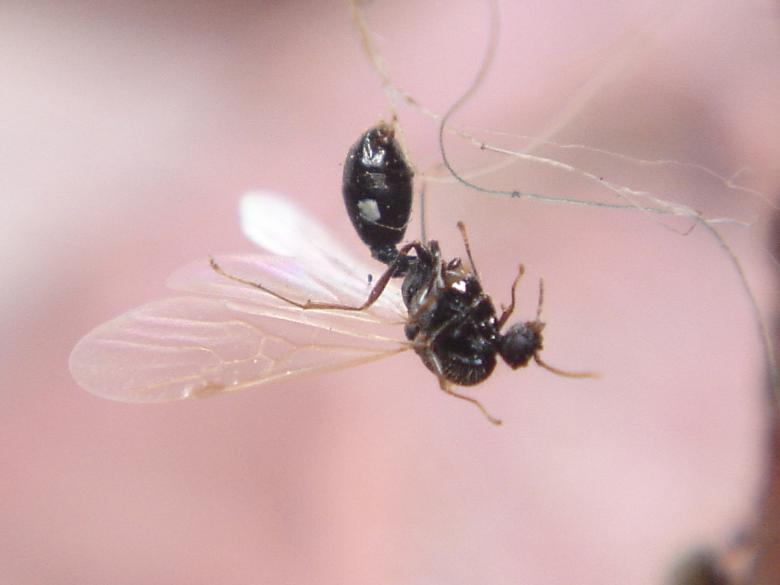 Free stock image of Insect created by lecock