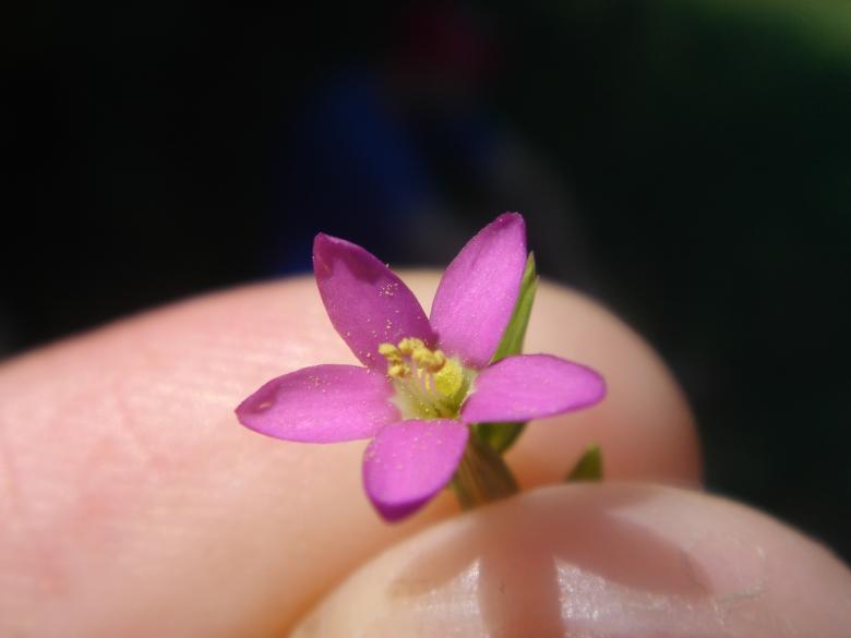 Free stock image of Pink flower created by lecock
