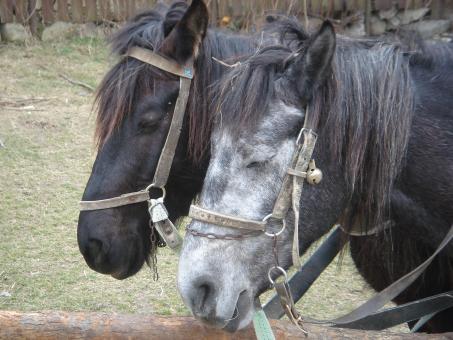 Two horses - Free Stock Photo
