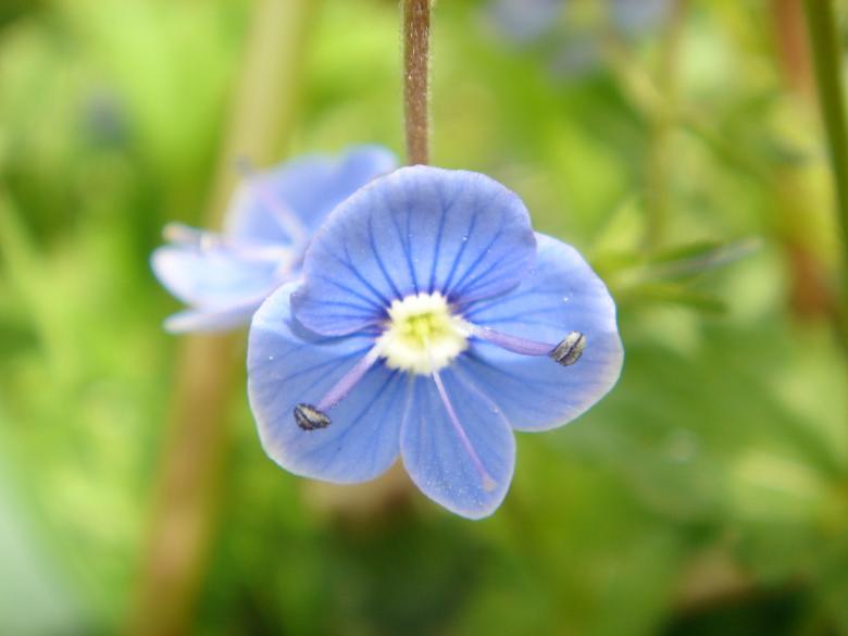 Free stock image of Blue flower created by lecock