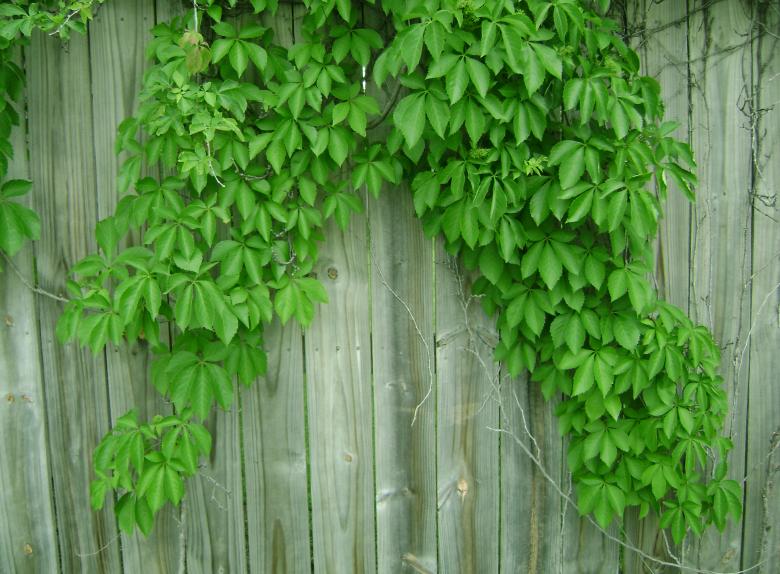 Free stock image of Hanging Ivy created by Lokigrl616