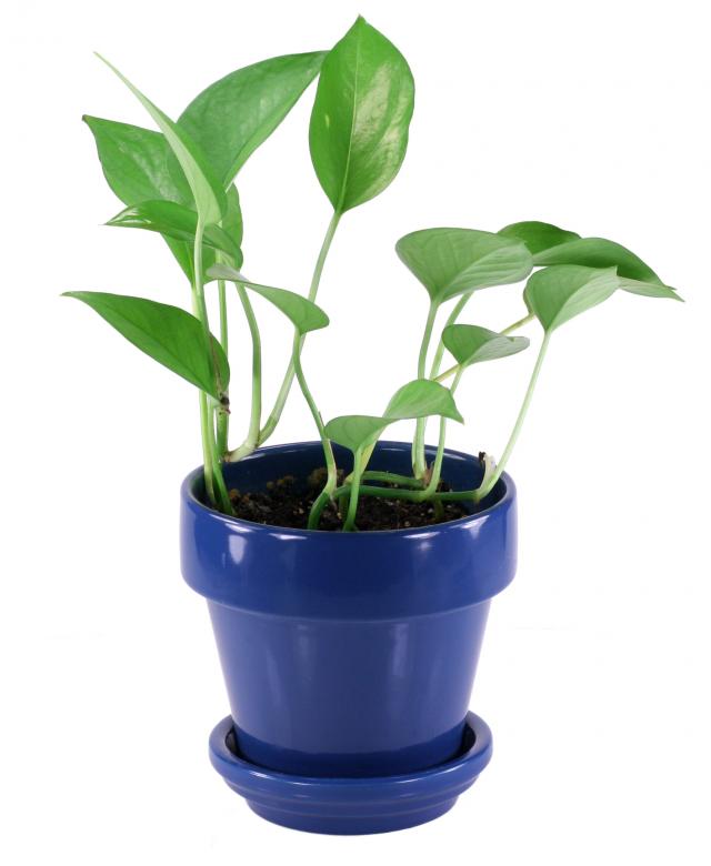 Free stock image of Small House Plant created by Darren Hester