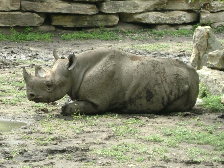 Free stock image of Sleepy Rhino created by Lokigrl616