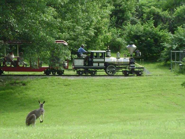 Free stock image of Kangaroo watching the Train created by Lokigrl616