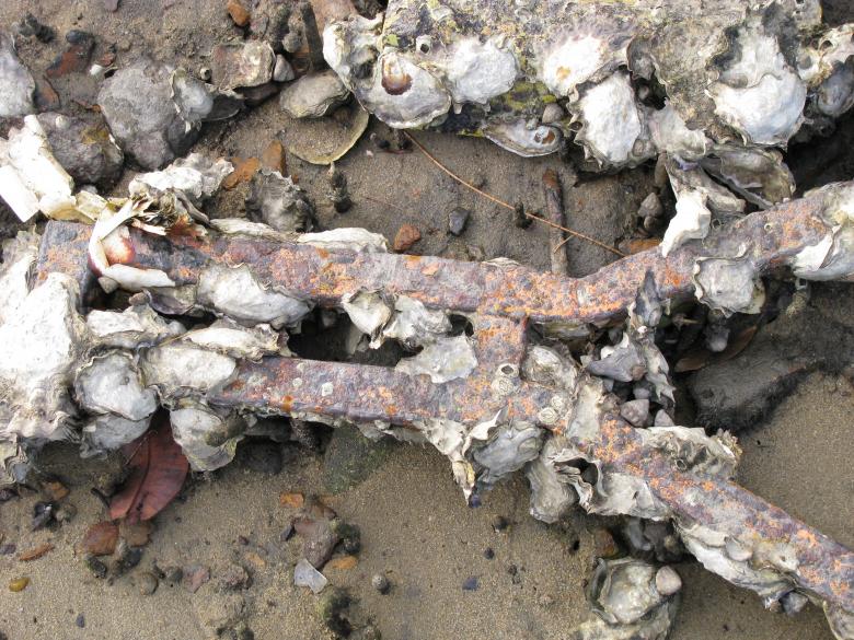 Free stock image of Sea shells and rusted metal created by Osama Hasan Khan