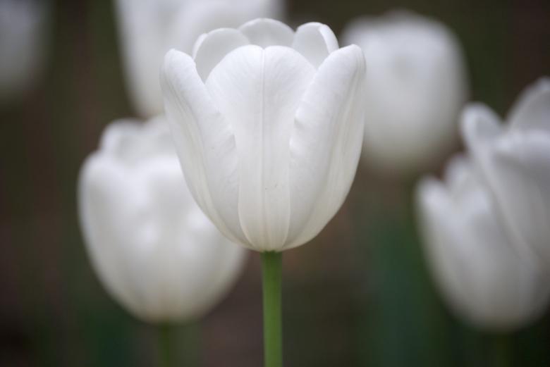 Free stock image of White Tulips created by Iris Liu