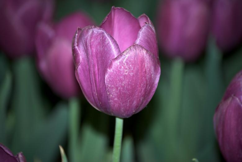 Free stock image of Pink Tulips created by Iris Liu