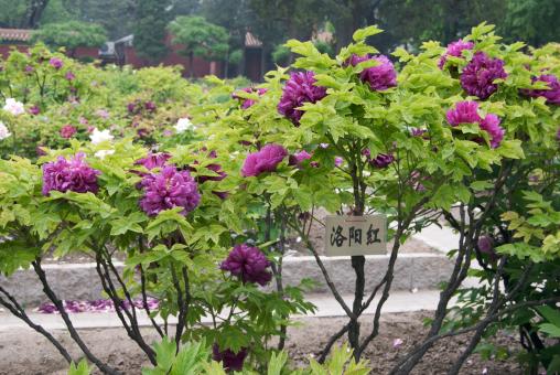 Tree Peony - Free Stock Photo