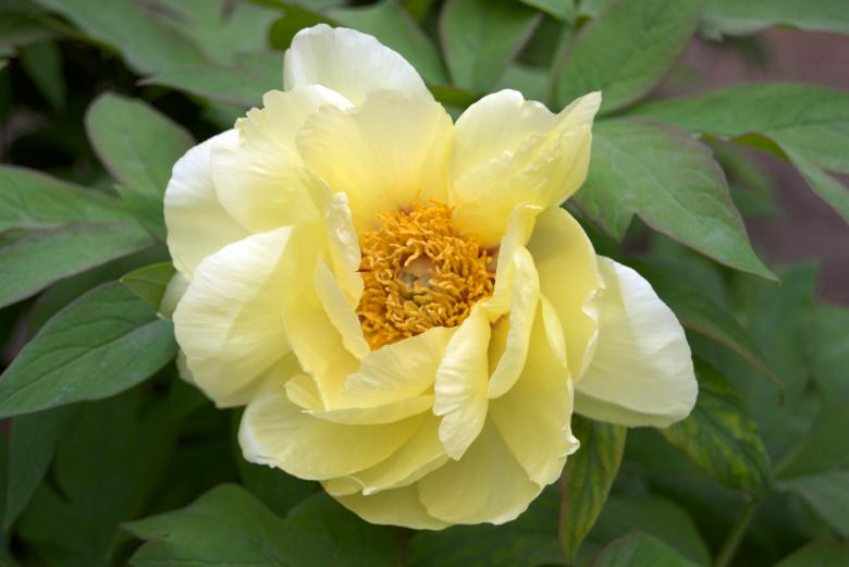Free stock image of Tellow Tree Peony created by Iris Liu
