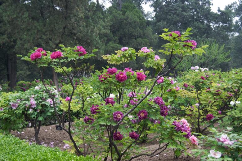 Free stock image of Tree Peony created by Iris Liu
