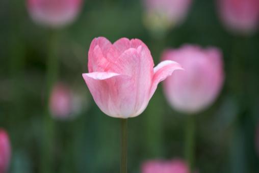 Pink Tulip - Free Stock Photo