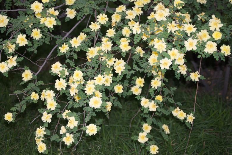 Free stock image of Yellow flowers created by Iris Liu