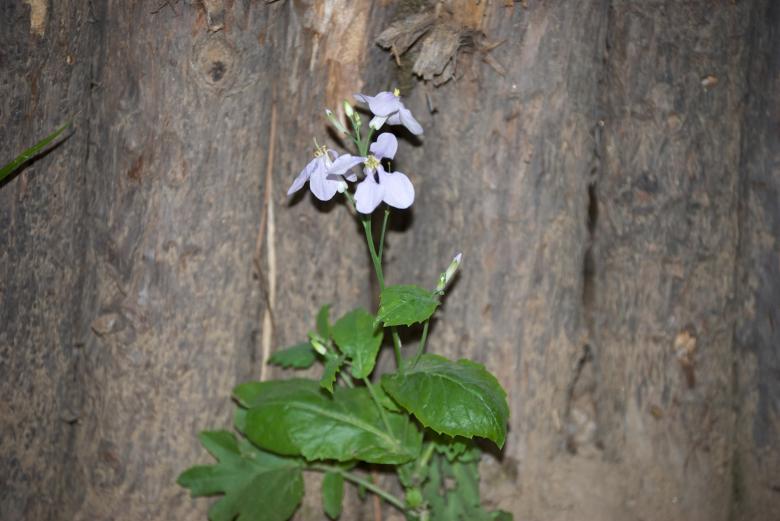 Free stock image of Purple flower created by Iris Liu