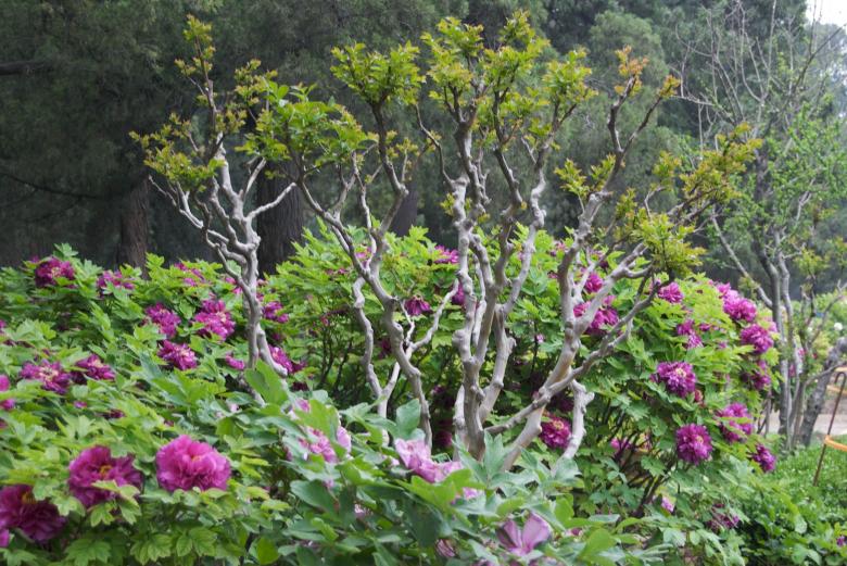 Free stock image of Pink Tree Peony created by Iris Liu