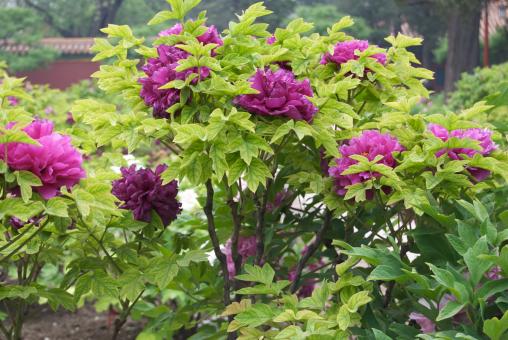 Pink Tree Peony - Free Stock Photo