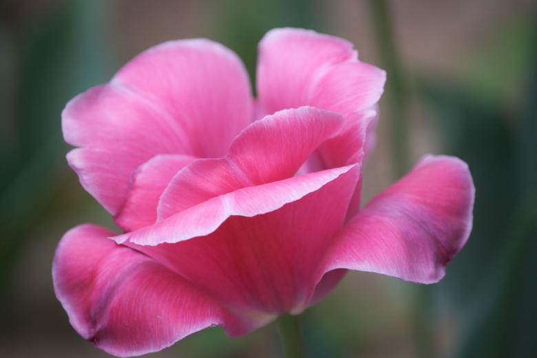 Free stock image of Single Pink Tree Peony created by Iris Liu