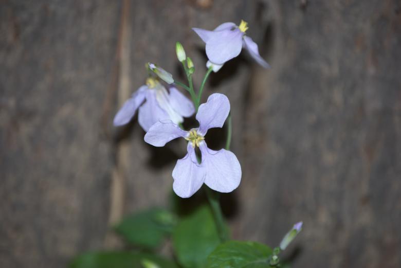 Free stock image of Purple flower created by Iris Liu