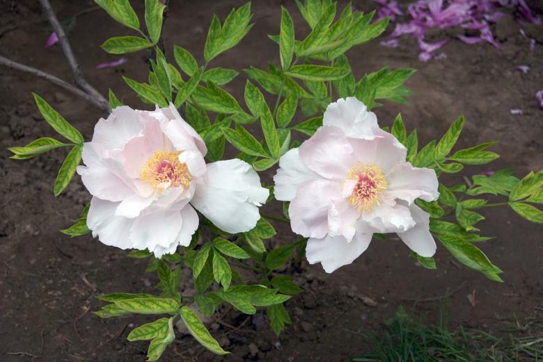 Free stock image of Two White Tree Peonies created by Iris Liu