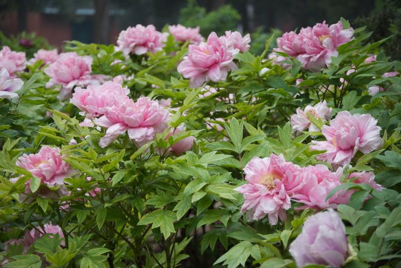 Free stock image of Pink Tree Peony created by Iris Liu