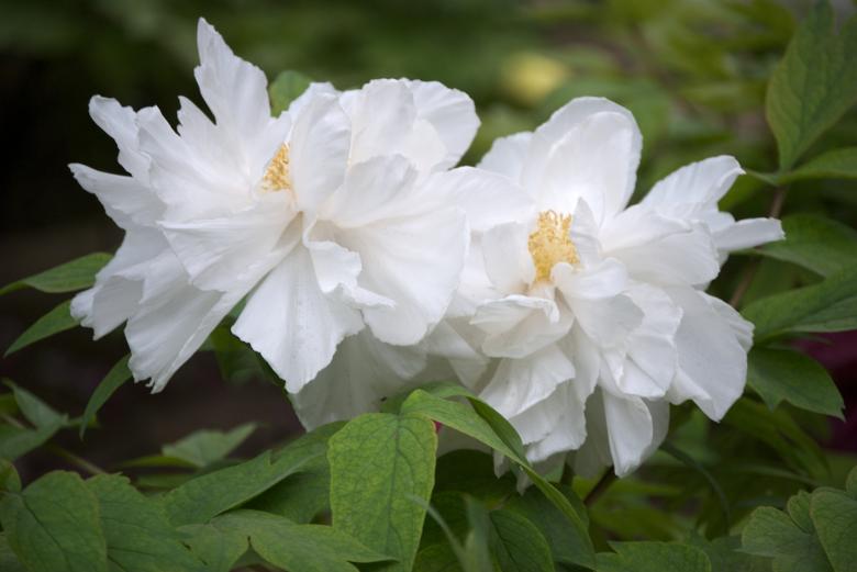 Free stock image of Tree Peony created by Iris Liu