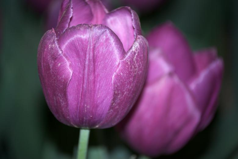 Free stock image of Pink Tulip created by Iris Liu