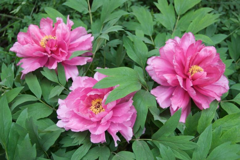 Free stock image of Three Pink Tree Peonies created by Iris Liu