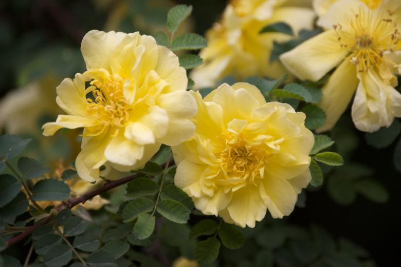 Free stock image of Yellow Tree Peonies created by Iris Liu