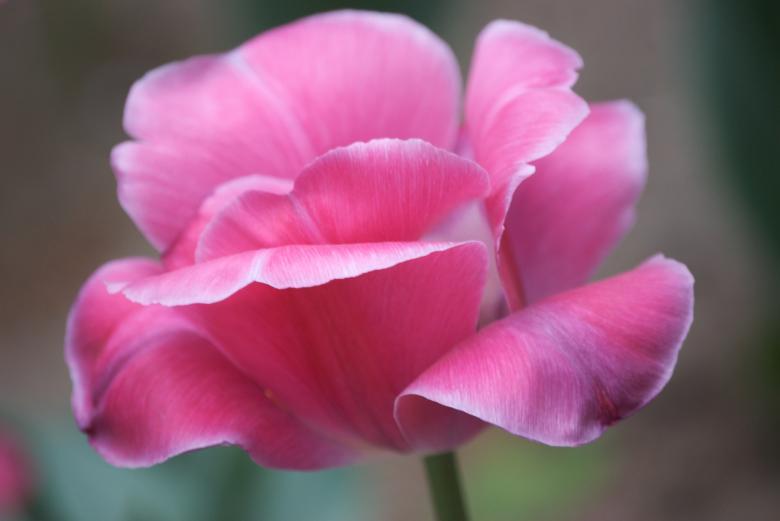 Free stock image of Pink Tree Peony created by Iris Liu